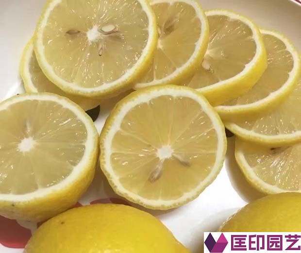 鲜柠檬可以除水垢