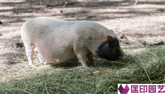 如何发展高效、合理的生态养猪业?
