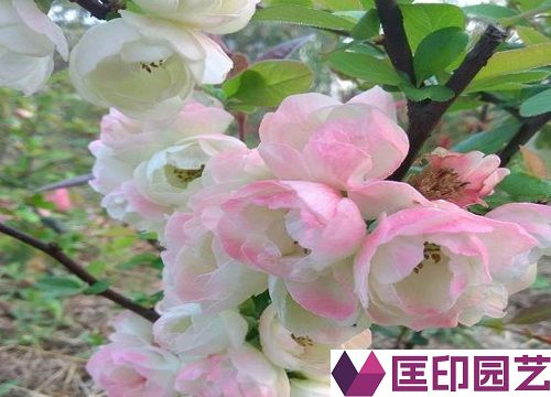 海棠花可以在春秋两个季节进行修剪 做好疏枝处理